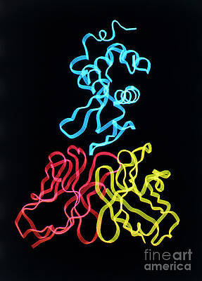 Wall Art - Photograph - Computer Graphic Image Of Antibody-antigen Complex #2 by Science Photo Library