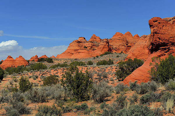 Wall Art - Photograph - Coyotte Buttes, Patterns Formed By Erosion In Sandstone #2 by Jouan Rius / Naturepl.com