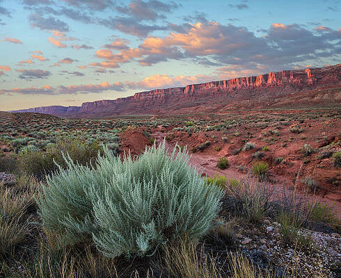 Wall Art - Photograph - Desert And Cliffs, Vermilion Cliffs Nm by Tim Fitzharris
