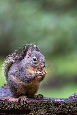 Wall Art - Photograph - Douglas Squirrel Standing On A Log #2 by Janet Horton