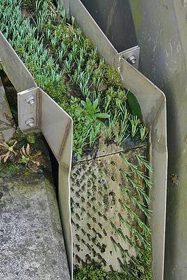 Wall Art - Photograph - Eel Pass With Clumps Of Nylon Bristles To Allow Migration #2 by Nick Upton / Naturepl.com