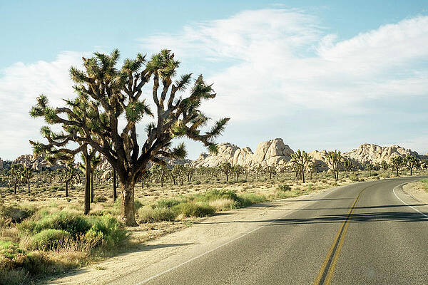Wall Art - Photograph - Empty Road On Desert Against Sky At Joshua Tree National Park #2 by Cavan Images