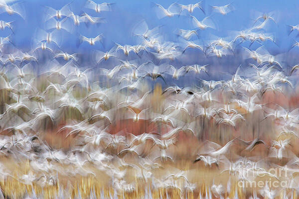 Wall Art - Photograph - Flock Of Snow Geese #2 by Science Photo Library