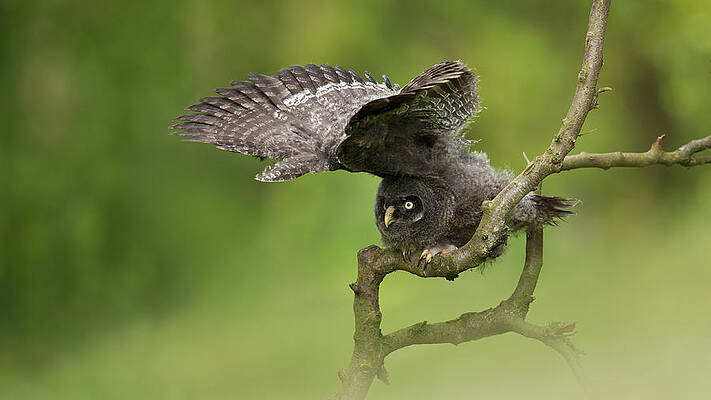 Wall Art - Photograph - Great Grey Owl by Milan Zygmunt