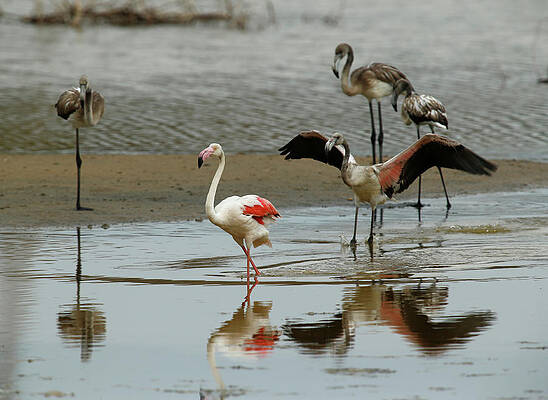 Wall Art - Photograph - Greater Flamingos Are Seen #2 by Darrin Zammit Lupi