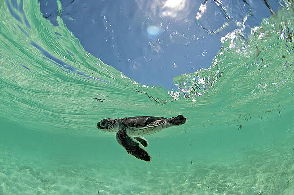 Wall Art - Photograph - Green Turtle Hatchling Swims Towards The Deep Part Of The #2 by Willem Kolvoort / Naturepl.com