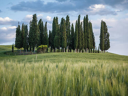 Group of cypress trees at dusk In Tuscan landscape by Tosca Weijers Group of cypress trees at dusk In Tuscan landscape by Tosca Weijers