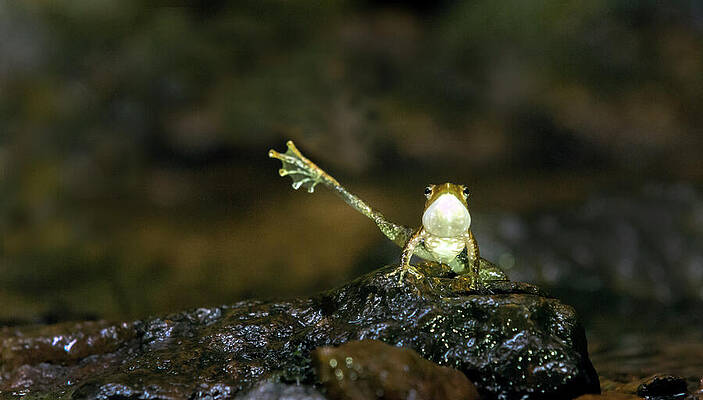 Wall Art - Photograph - Kottigehara Dancing Frog , 'dancing Frog' Name Given #2 by Yashpal Rathore / Naturepl.com