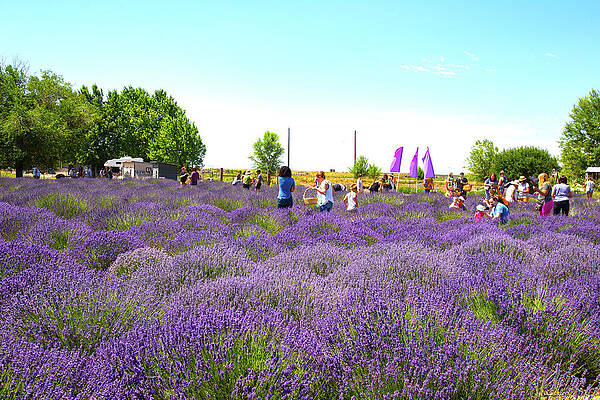 Lavender Field by Dart Humeston Lavender Field by Dart Humeston