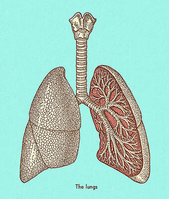 Share more than 175 lungs diagram sketch super hot