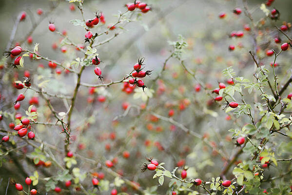 Wall Art - Photograph - Many Red Ripe Berries On Thin Tree Or Bush Branches In Forest #2 by Cavan Images