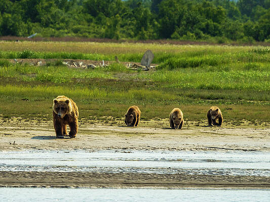 Wall Art - Photograph - Mom With Three Cubs, Coastal Brown #2 by Ralph Lee Hopkins