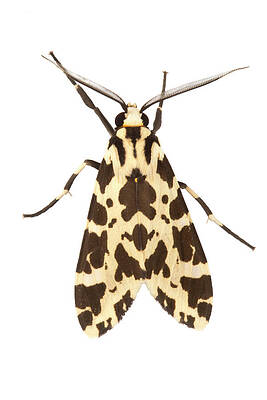 Wall Art - Photograph - Moth Photographed On A White Background In Mobile Field #2 by Alex Hyde / Naturepl.com
