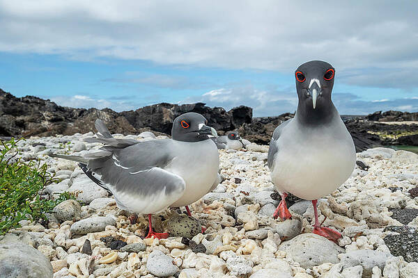Wall Art - Photograph - Pair Of Swallow-tailed Gulls At Nest With Single Egg. #2 by Tui De Roy / Naturepl.com