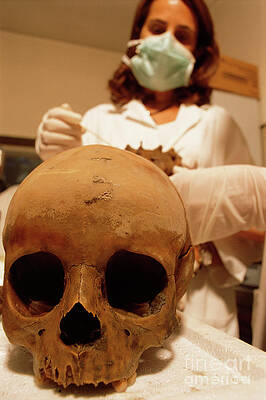 Wall Art - Photograph - Pompeii Skull Being Sampled In A Lab #2 by Science Photo Library