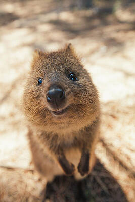 Wall Art - Photograph - Quokka Setonix Brachyurus On Rottnest #2 by Christopher Kimmel