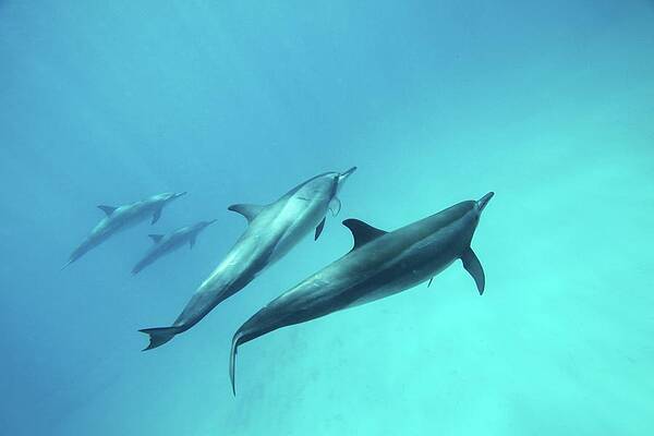 Wall Art - Photograph - Spinner Dolphins by João Vianna