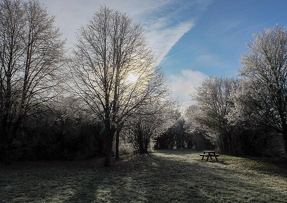 Wall Art - Photograph - Trees Are Covered with Frost #2 by Yves Herman