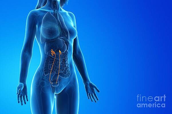 Wall Art - Photograph - Ureter #2 by Science Photo Library