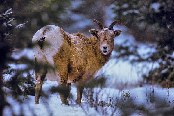 Wall Art - Photograph - Canada, Alberta, Rocky Mountains #20 by Don White