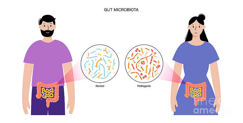 Wall Art - Photograph - Connection Between Gut And Brain #21 by Science Photo Library