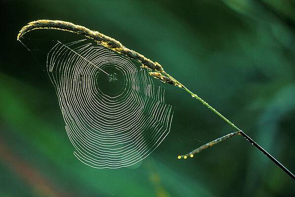 Wall Art - Photograph - Canada, British Columbia, Vancouver #229 by Don White
