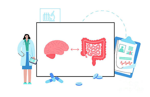 Wall Art - Photograph - Connection Between Gut And Brain #26 by Science Photo Library