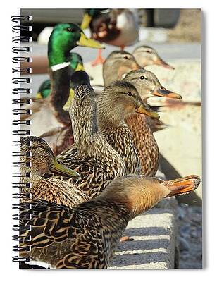 3-24-18-2875 spiral note book, when youve got all your ducks in a row, Don't Drop The Crystal Ball by Vicki Hall