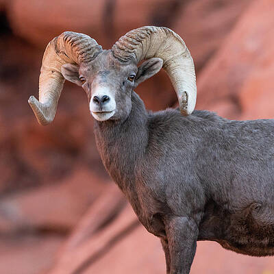 Wall Art - Photograph - Big Horn Sheep  #3 by Brenda Jacobs