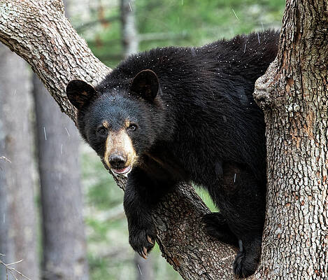 Wall Art - Photograph - Black Bear in Dogwood Tree #1 by David Oppenheimer
