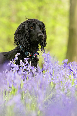 Wall Art - Photograph - Black Working Cocker Spaniel In Bluebells In Beech #3 by Tj Rich / Naturepl.com
