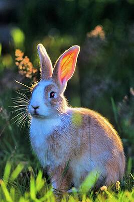 Wall Art - Photograph - Canada, Vancouver Island, Rabbit #3 by Don White