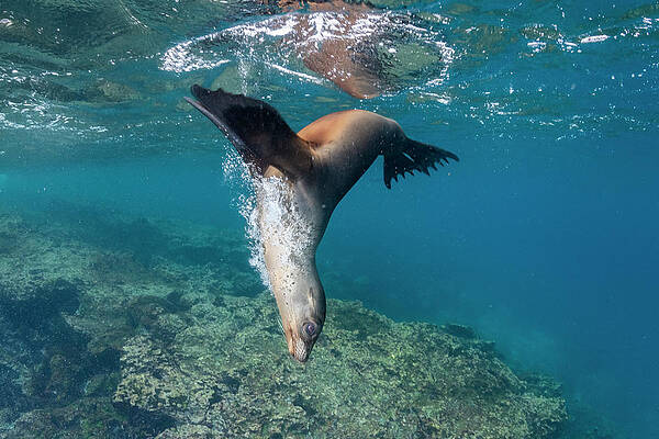 Wall Art - Photograph - Galapagos Sea Lion Cavorting Underwater. Galapagos Islands #3 by Tui De Roy / Naturepl.com