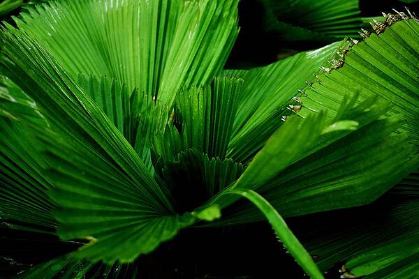 Green Patterned Palm Leaf by Ravindra Kumar