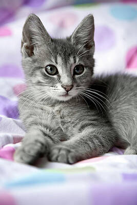 Wall Art - Photograph - Kitten Resting On A Blanket #3 by Paw Print