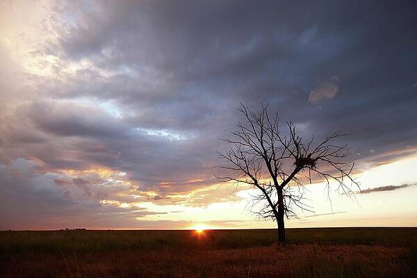 Wall Art - Photograph - Lone Dead Tree With Nesting Mother #3 by Ed Darack