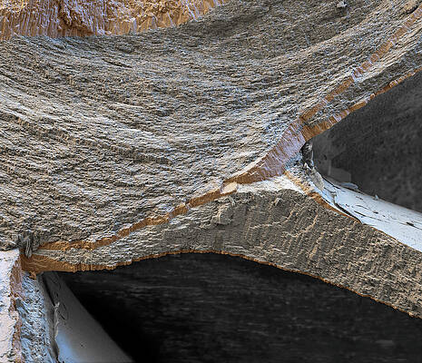 Wall Art - Photograph - Nacreous Nautilus Shell, Sem #3 by Eye Of Science