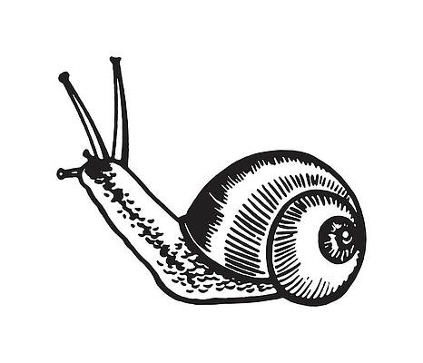 Snail Drawings - Pixels