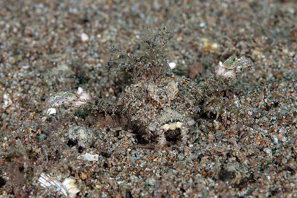 Spiny Devilfish by ANDREW MARTINEZ Spiny Devilfish by ANDREW MARTINEZ