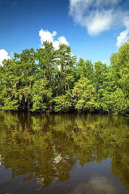 Louisiana Wall Art featuring the digital art Swamp Landscape, Louisiana #3 by Claudia Uripos