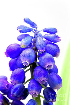 tiny blue bell cluster Grape hyacinth by Robert C Paulson Jr tiny blue bell cluster Grape hyacinth by Robert C Paulson Jr