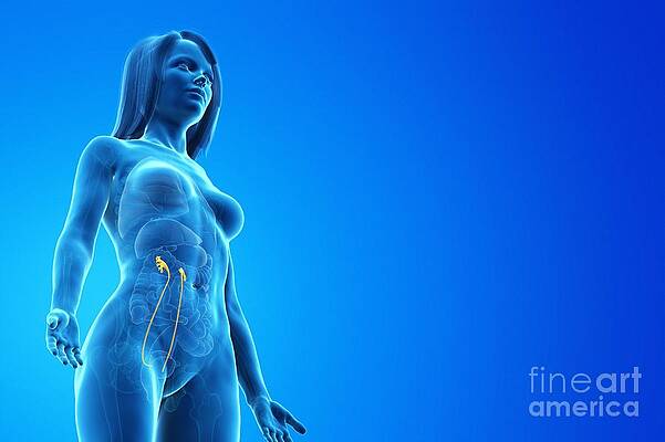 Wall Art - Photograph - Ureter #3 by Science Photo Library