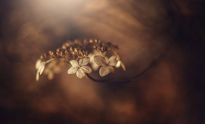 Elegant Brown Hydrangea Print