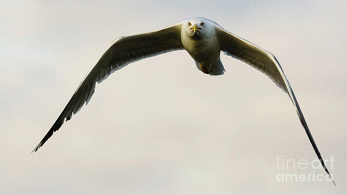 Wall Art - Photograph - Yellow-legged Gull Flying #3 by Sapiens Verbum