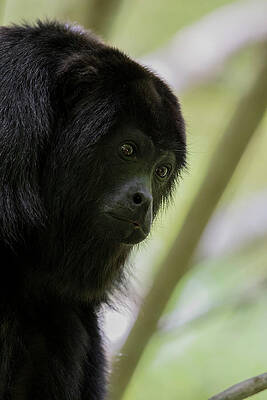 Wall Art - Photograph - Alouatta Pigra, While #4 by Caren Brinkema