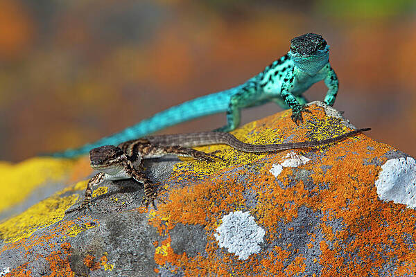 Wall Art - Photograph - Clarion Lizard Displaying, Iucn Vulnerable, Clarion Island #4 by Claudio Contreras / Naturepl.com