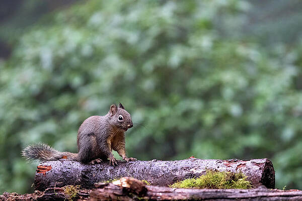 Wall Art - Photograph - Douglas Squirrel Standing On A Log #4 by Janet Horton