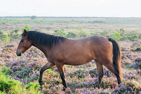 Wall Art - Photograph - England, Hampshire, New Forest, Horse #4 by Steve Vidler