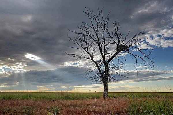 Wall Art - Photograph - Lone Dead Tree With Nesting Mother #4 by Ed Darack