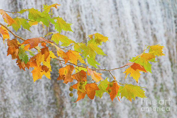 Wall Art - Photograph - Parque Natural Del Monasterio De Piedra, Spain by